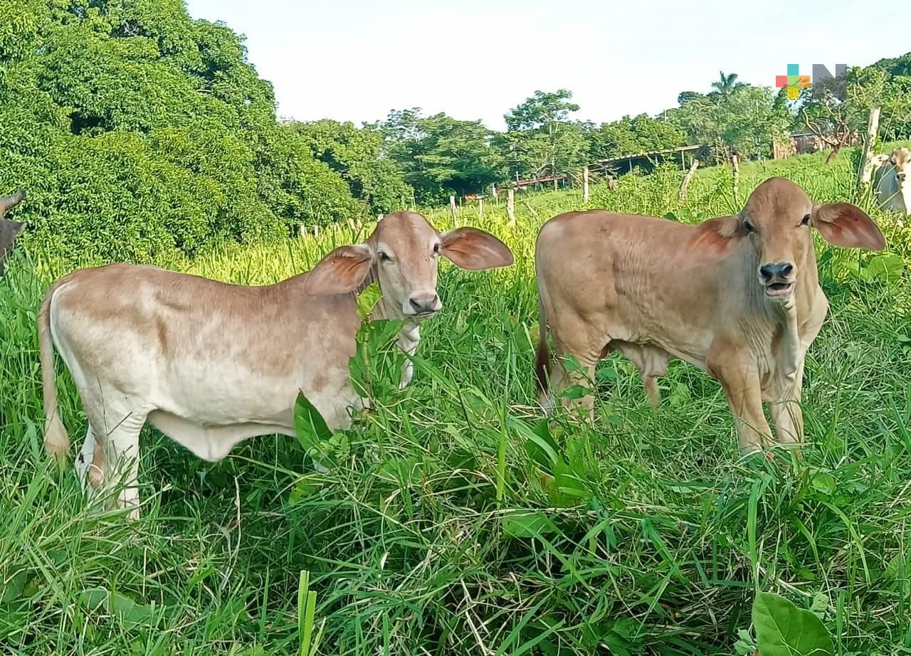 Ganadería regenerativa en cuenca del río Jamapa contribuye a la conservación de especies endémicas