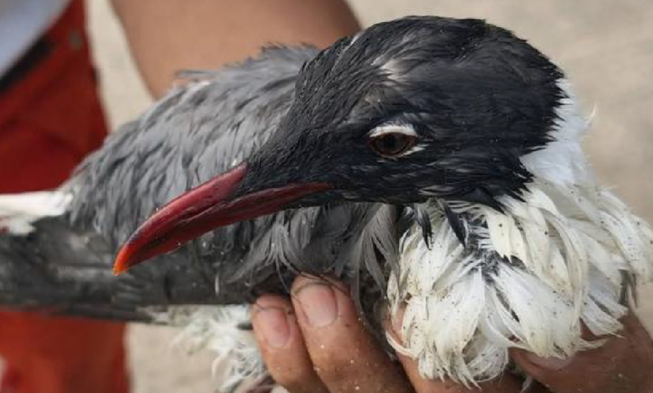 Continúa limpieza en Golfo de México; rescatan y monitorean fauna afectada