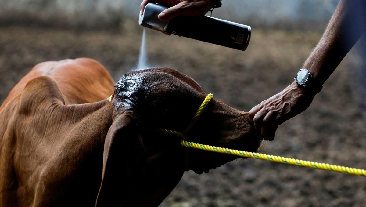 México intensifica combate al gusano barrenador del ganado