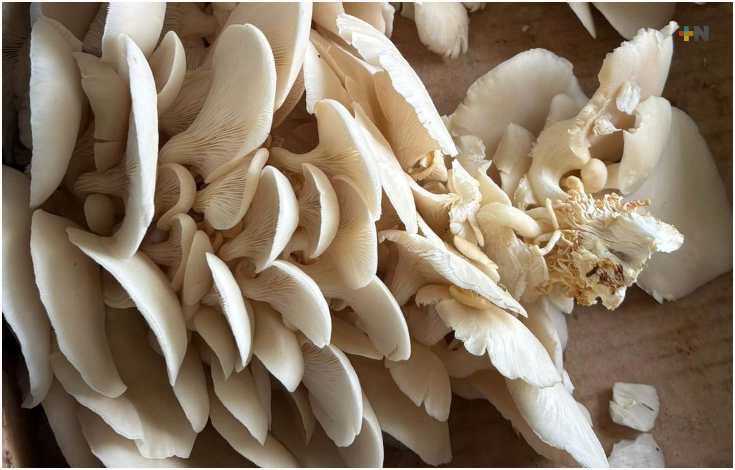 Cambio climático impacta producción de hongos silvestres en el Cofre de Perote