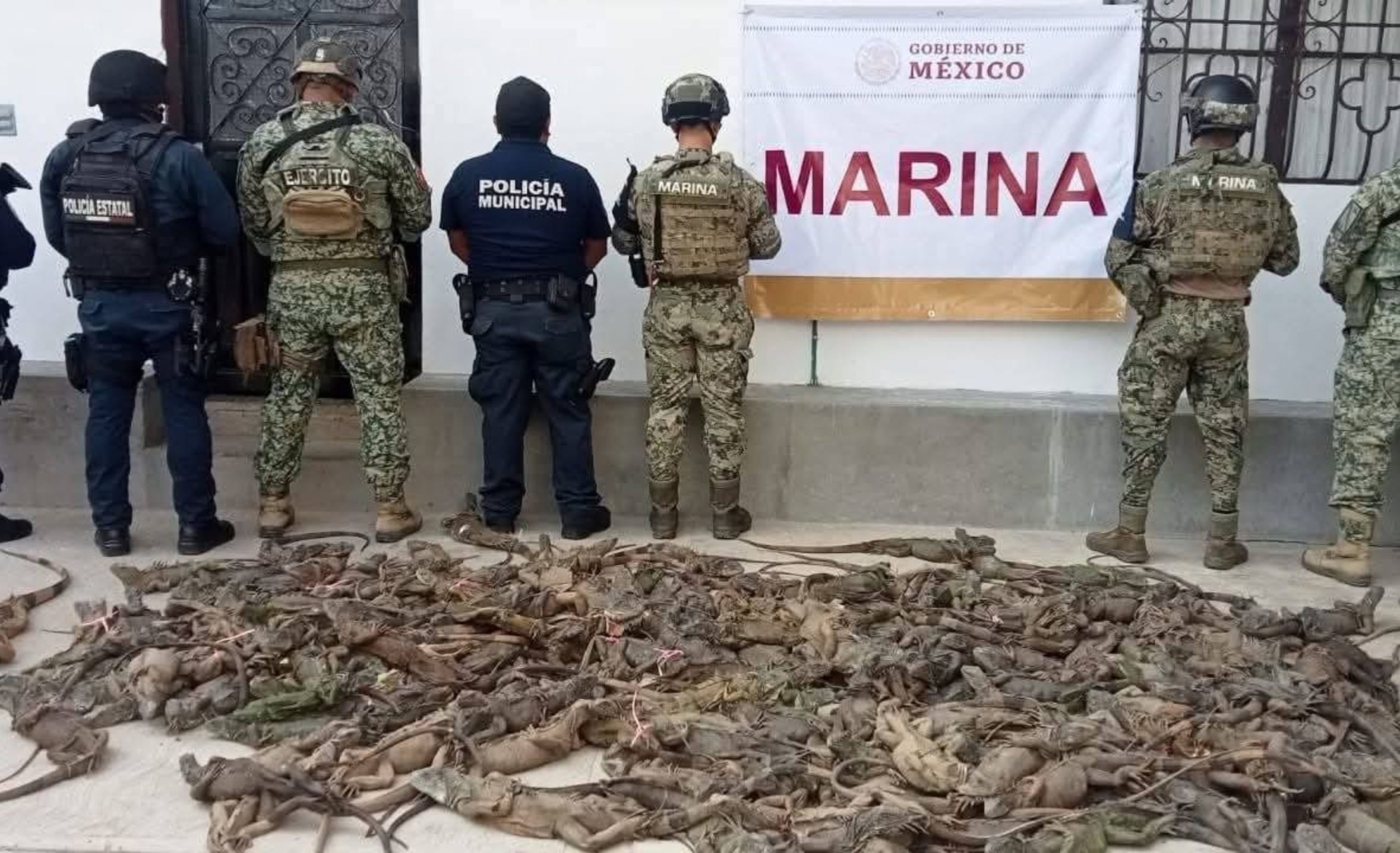 Marina asegura cargamento ilegal de iguanas verdes