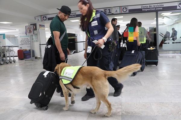 Senasica refuerza inspección sanitaria en puntos de ingreso durante Semana Santa