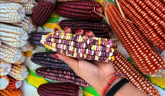 Preserva Sembrando Vida 54 razas de maíz nativo con parcelas agroecológicas comunitarias