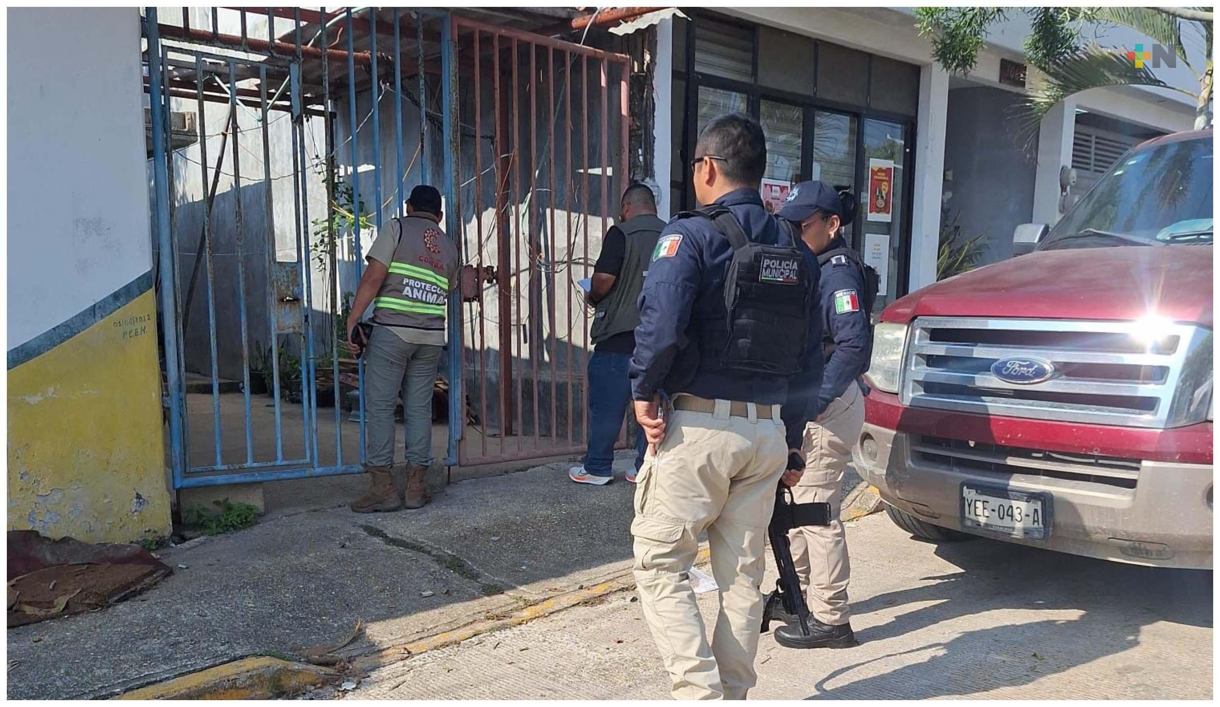 Denuncian maltrato animal y autoridades aseguran a dos perros en Coatzacoalcos