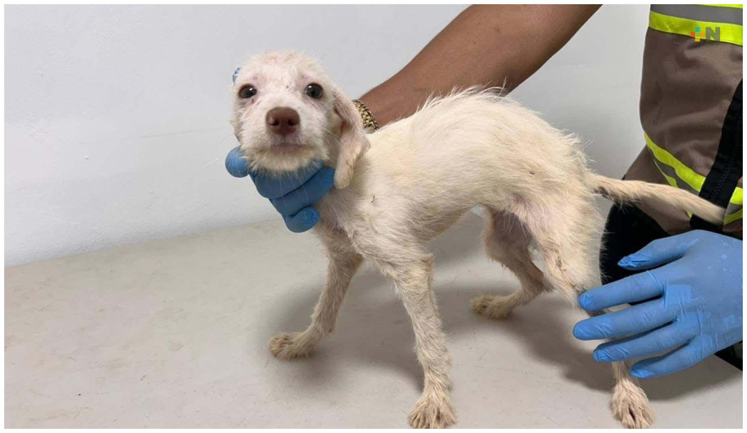 Atienden y esterilizan a perros rescatados por maltrato en Coatzacoalcos