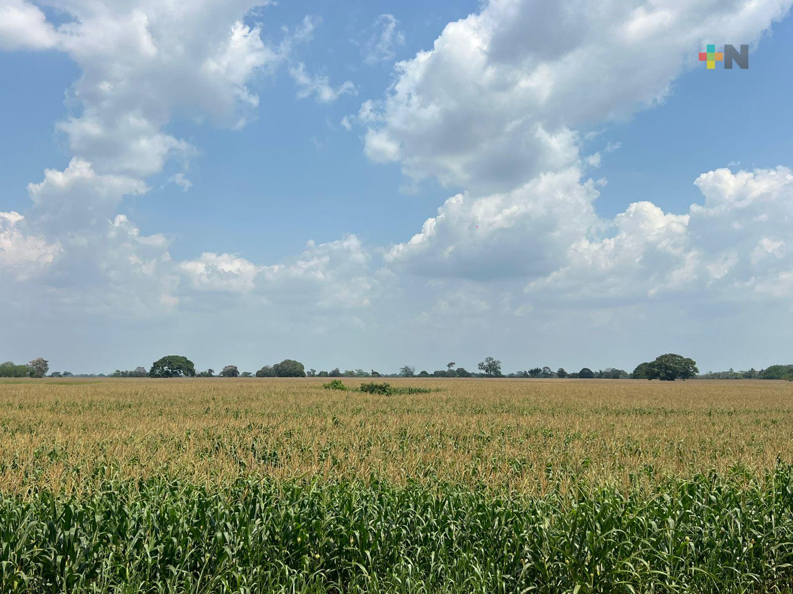 Se perfila buena cosecha de maíz en José Azueta para este año