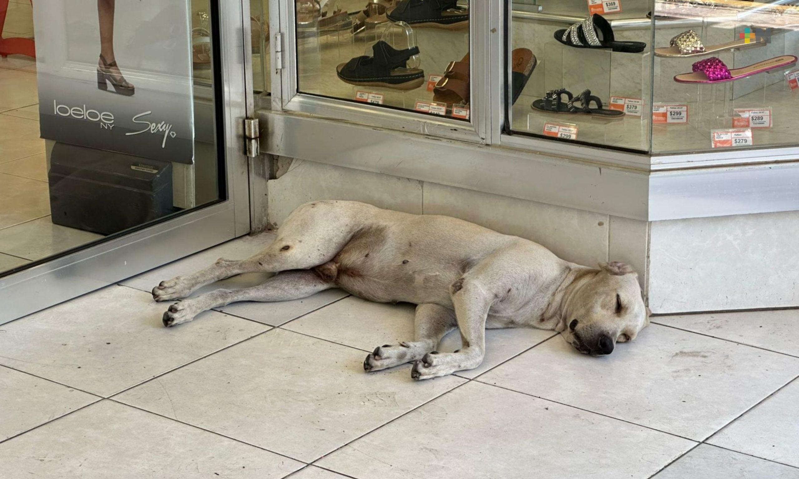 Conformarán fiscalía para atender  delitos ambientales y contra los animales