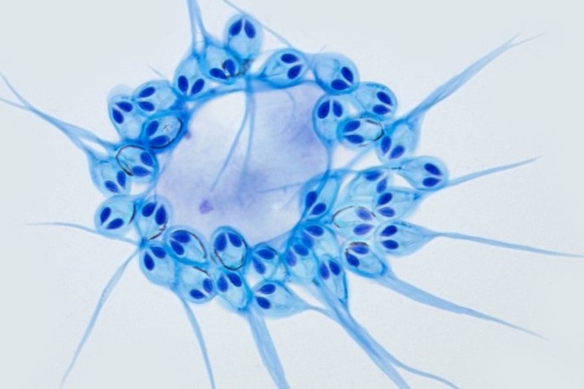 En Los Tuxtlas investigan nuevas especies de parásitos y destacan su papel en la biodiversidad