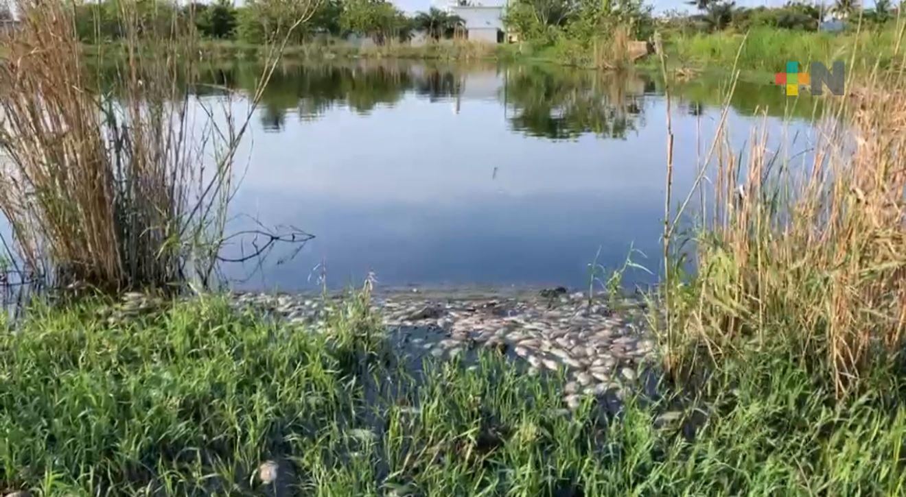 Agua de planta de tratamiento no debe albergar peces; fueron introducidos sin permiso