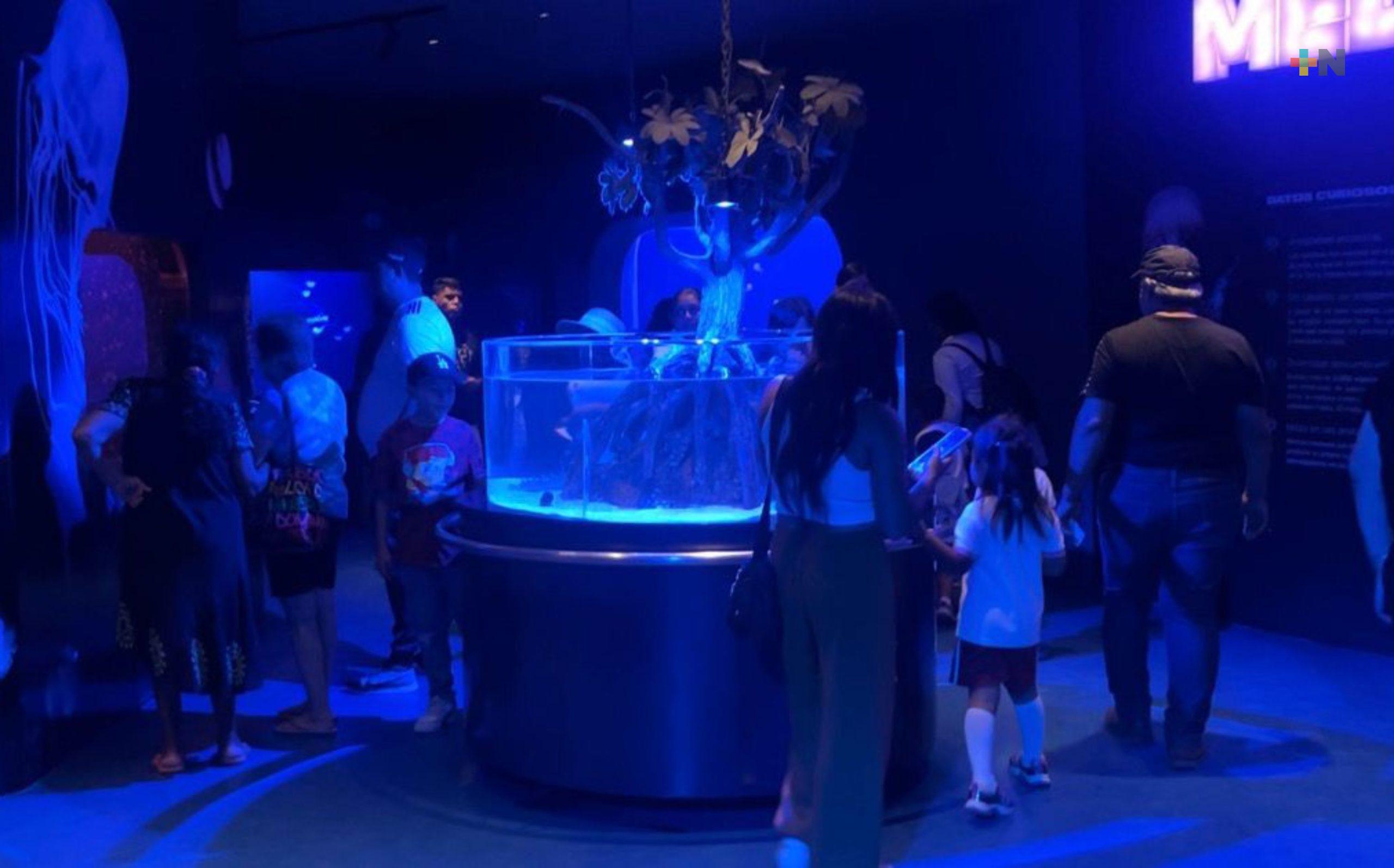 Aquarium del Puerto de Veracruz prepara actividades para celebrar a las infancias