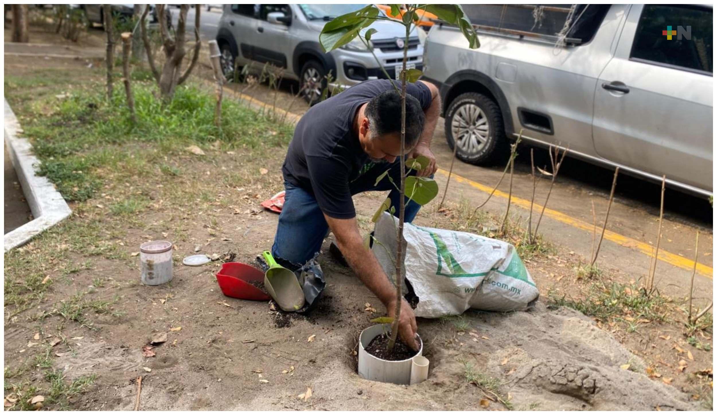 Impulsan reforestación urbana para mitigar el calor en Veracruz