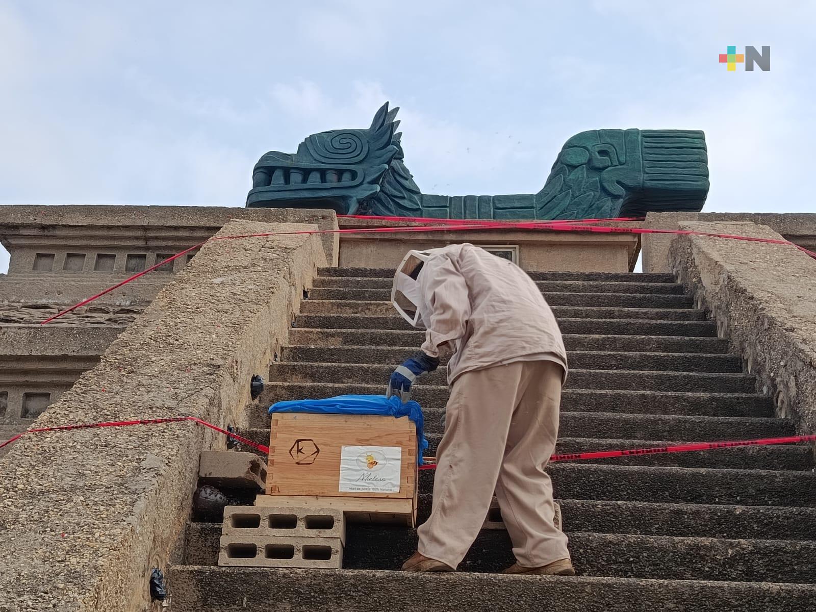 Detectan colmena de abejas en zona de la pirámide en Coatzacoalcos