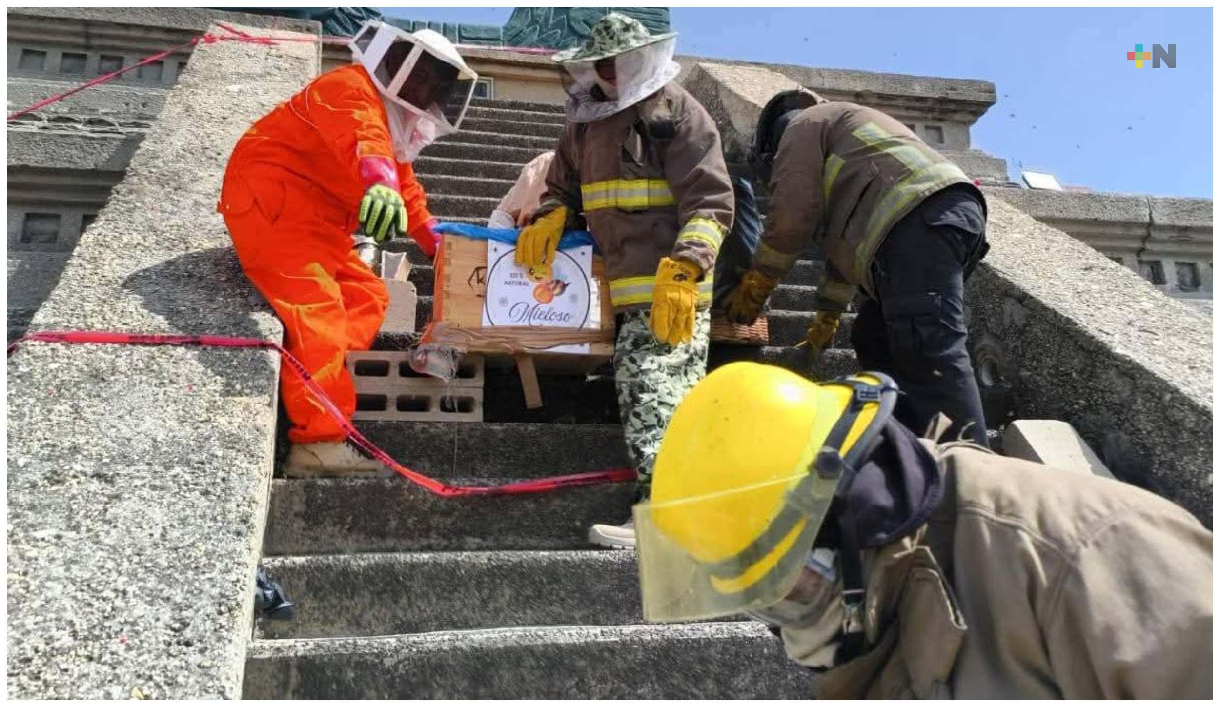 Retiran 90% del panal de abejas en  malecón de Coatzacoalcos