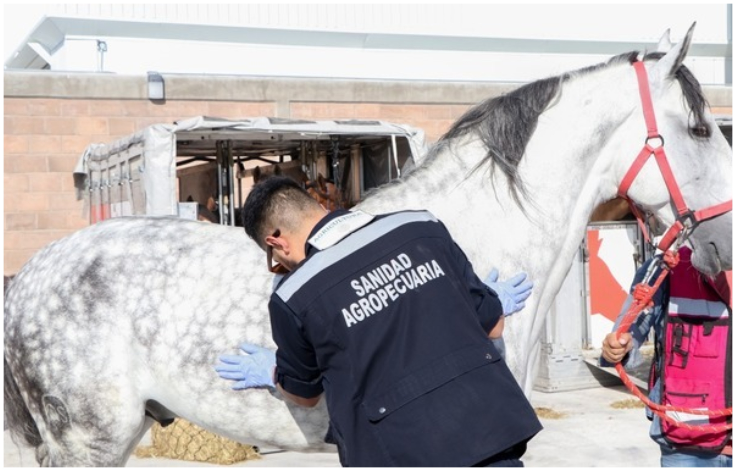 México mantiene uno de los mejores estatus zoosanitarios a nivel mundial