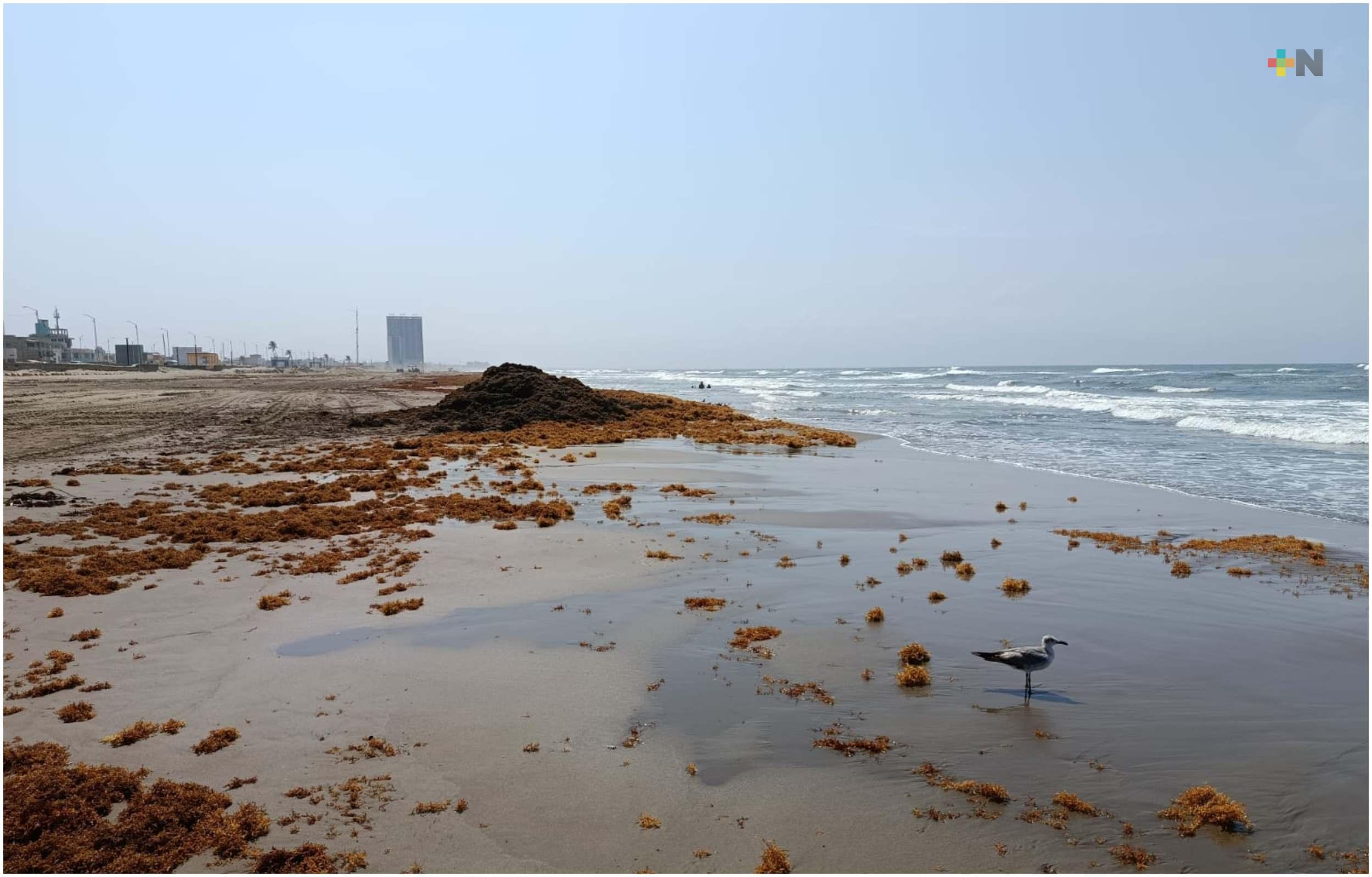 Sargazo invade playas de Coatzacoalcos