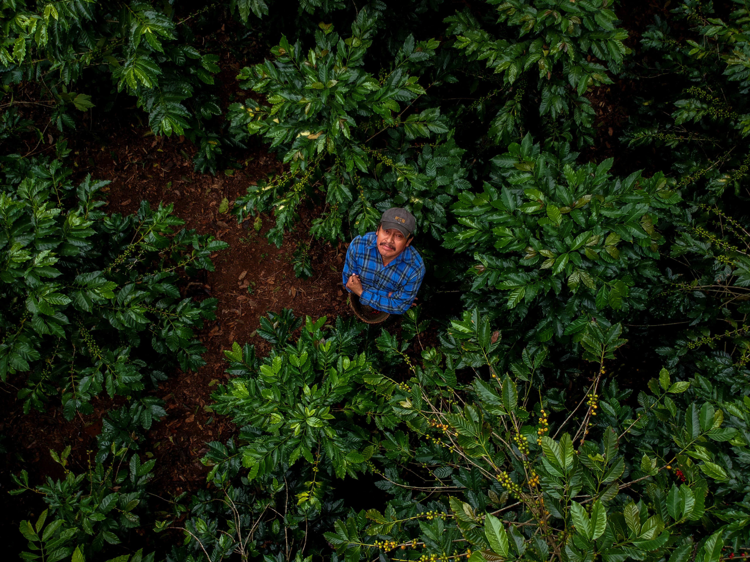 Emite Agricultura convocatoria para «Premio Nacional de Sanidad Vegetal 2026»