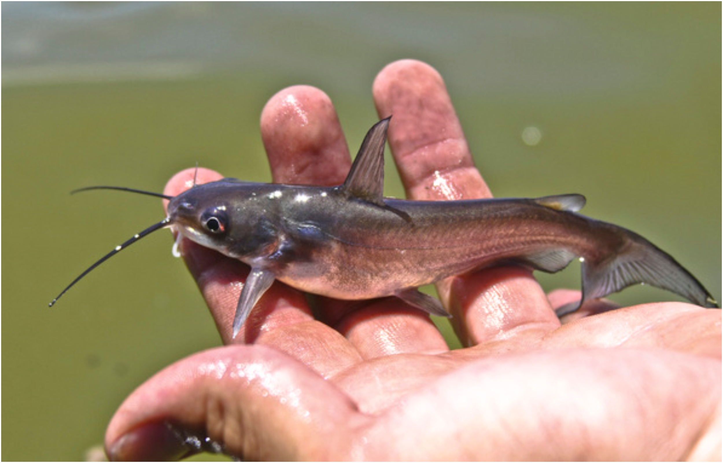 En abril inician periodos de veda y captura en 15 estados de la República