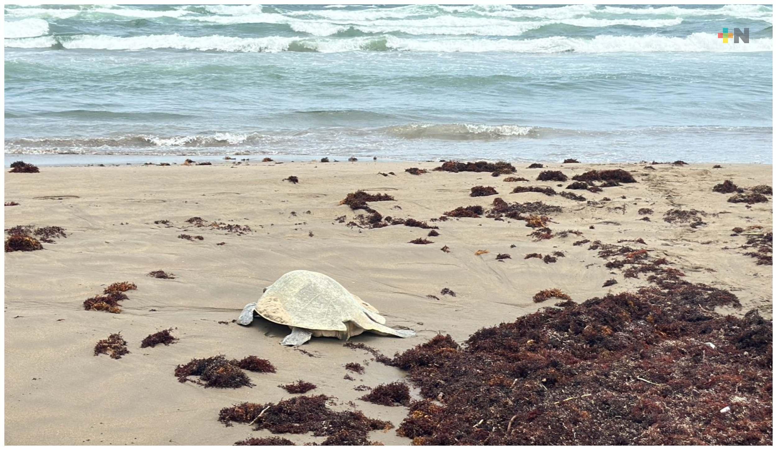 Piden evitar ingreso de autos a playas de Coatzacoalcos por desove de tortugas