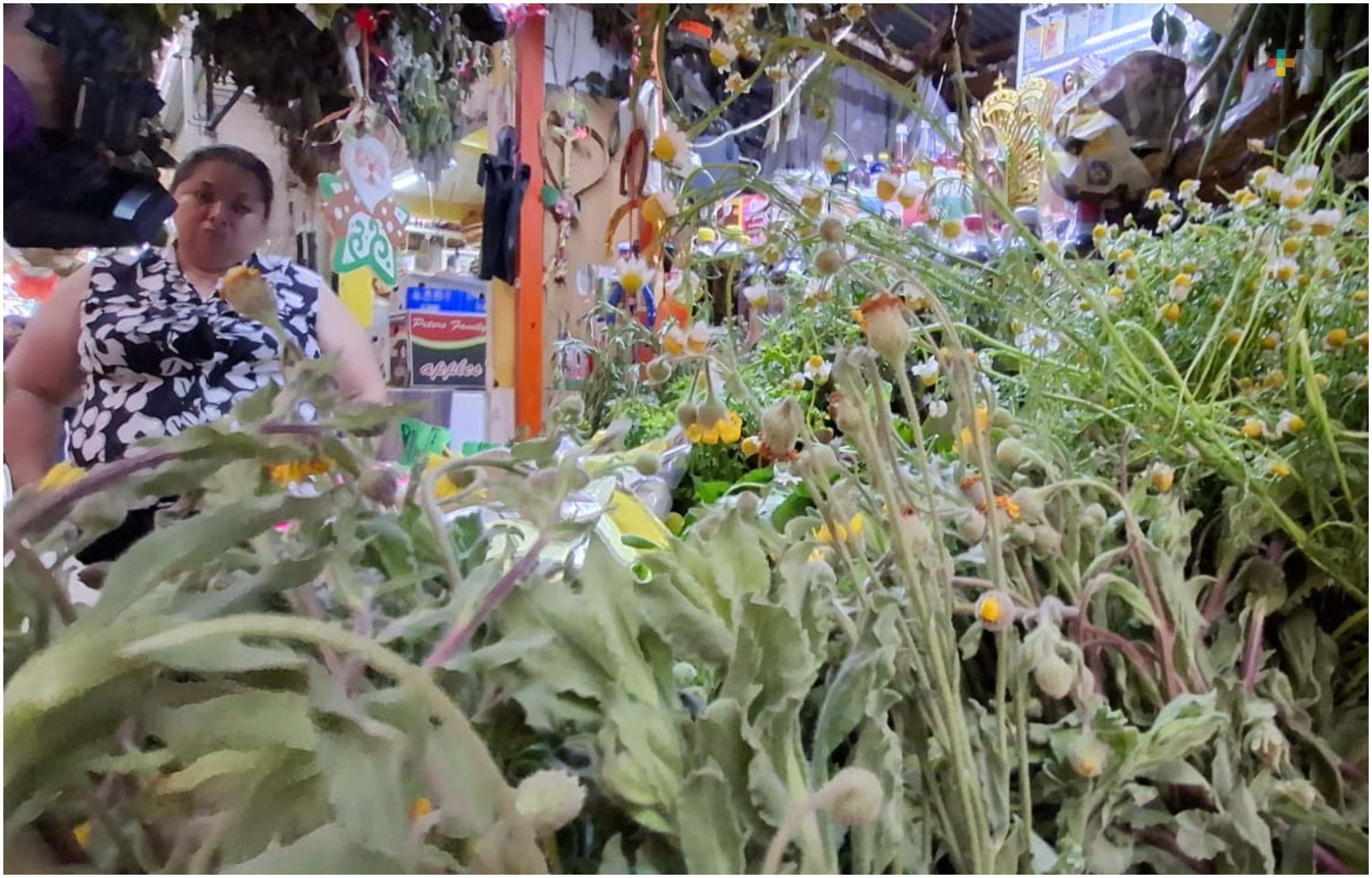 Herbolaria mexicana: tradición ancestral que sigue sanando generaciones