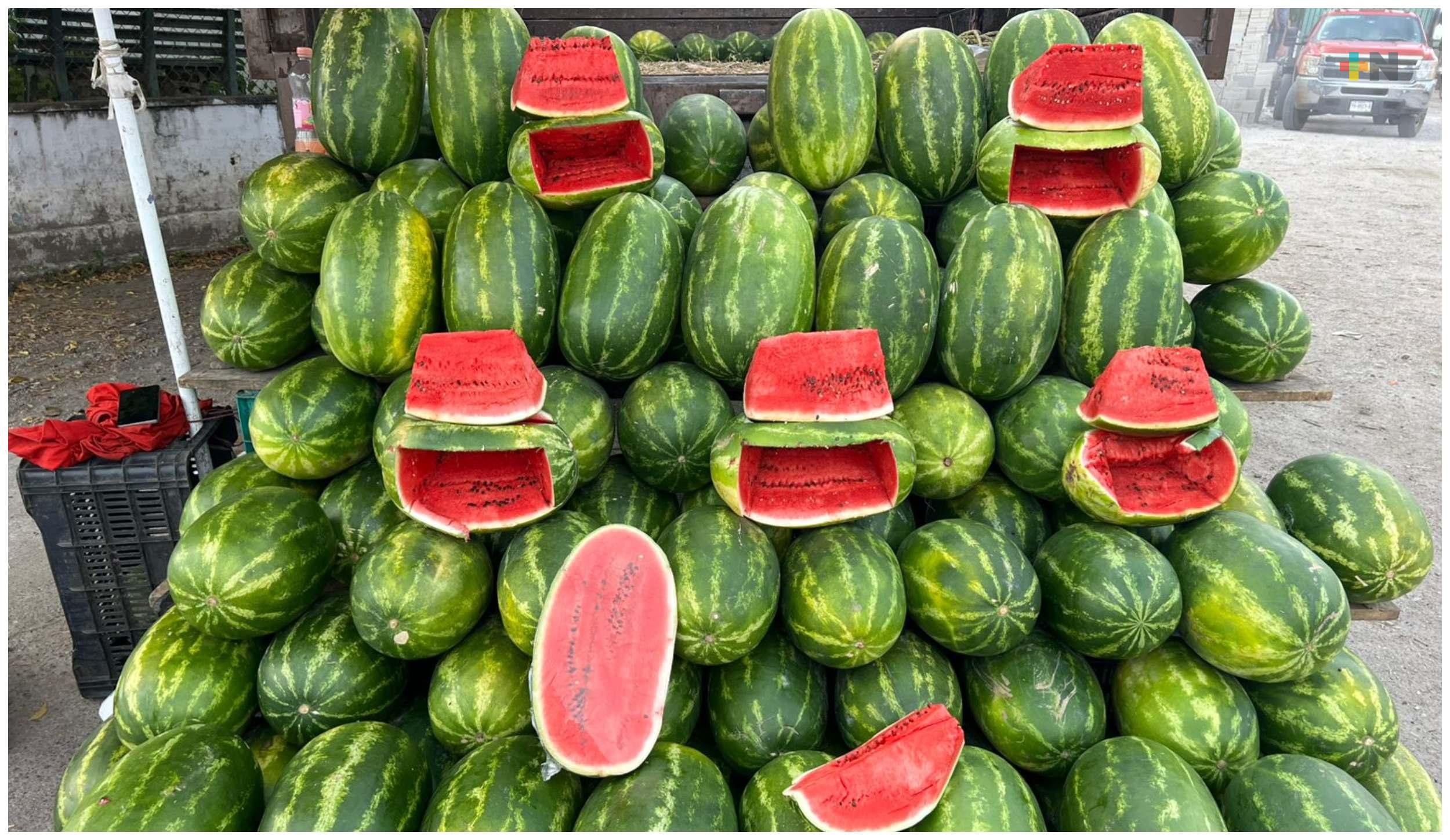 Sandía de Isla y Playa Vicente; dulzura veracruzana que conquista mercados dentro y fuera del Estado