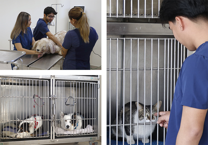 Veterinarios: vigilantes de la salud animal y la alimentación