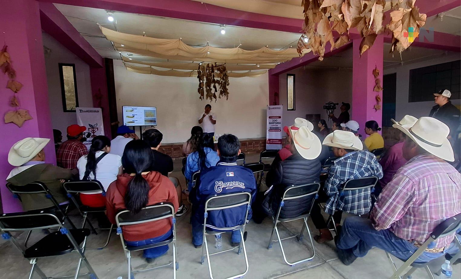 Refuerzan acciones contra el gusano barrenador en Tlalnelhuayocan