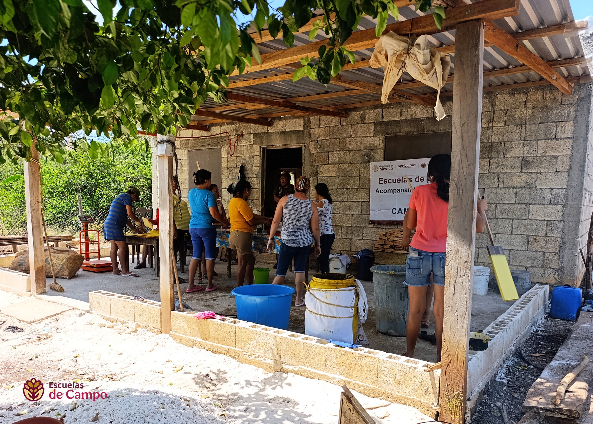 Escuelas de Campo: Veracruz entre las entidades líderes en producción de cera de abeja