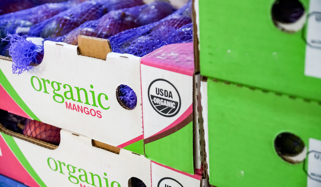 Se mantiene exportación de mango mexicano hacia Estados Unidos