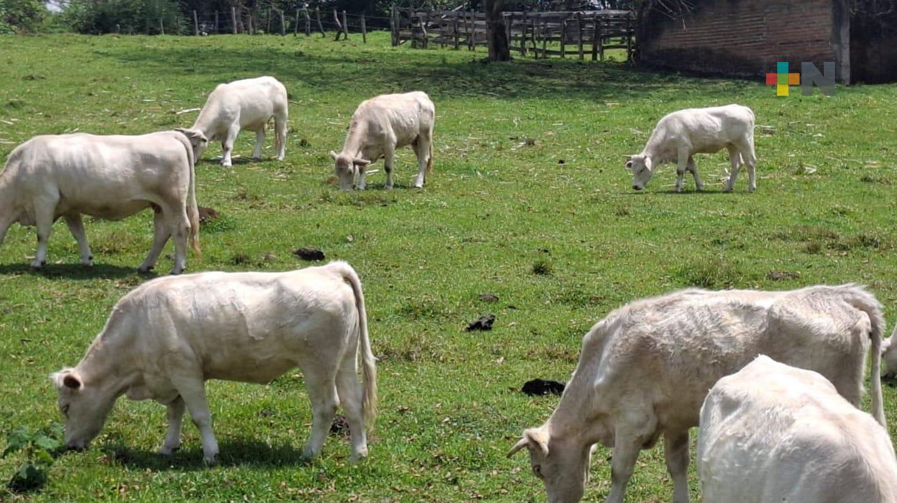 Desarrollan ganadería sostenible en los municipios de Tlalnelhuayocan y Acajete
