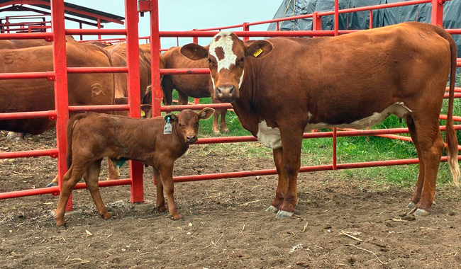 Intensifican operativo para contener  gusano barrenador en el noreste del país