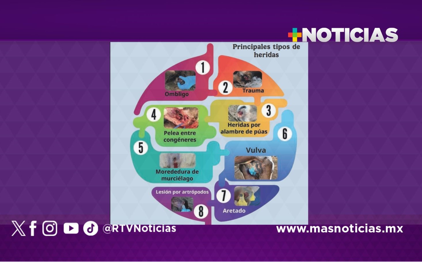 Gusano barrenador, un riesgo para la fauna y los animales domésticos
