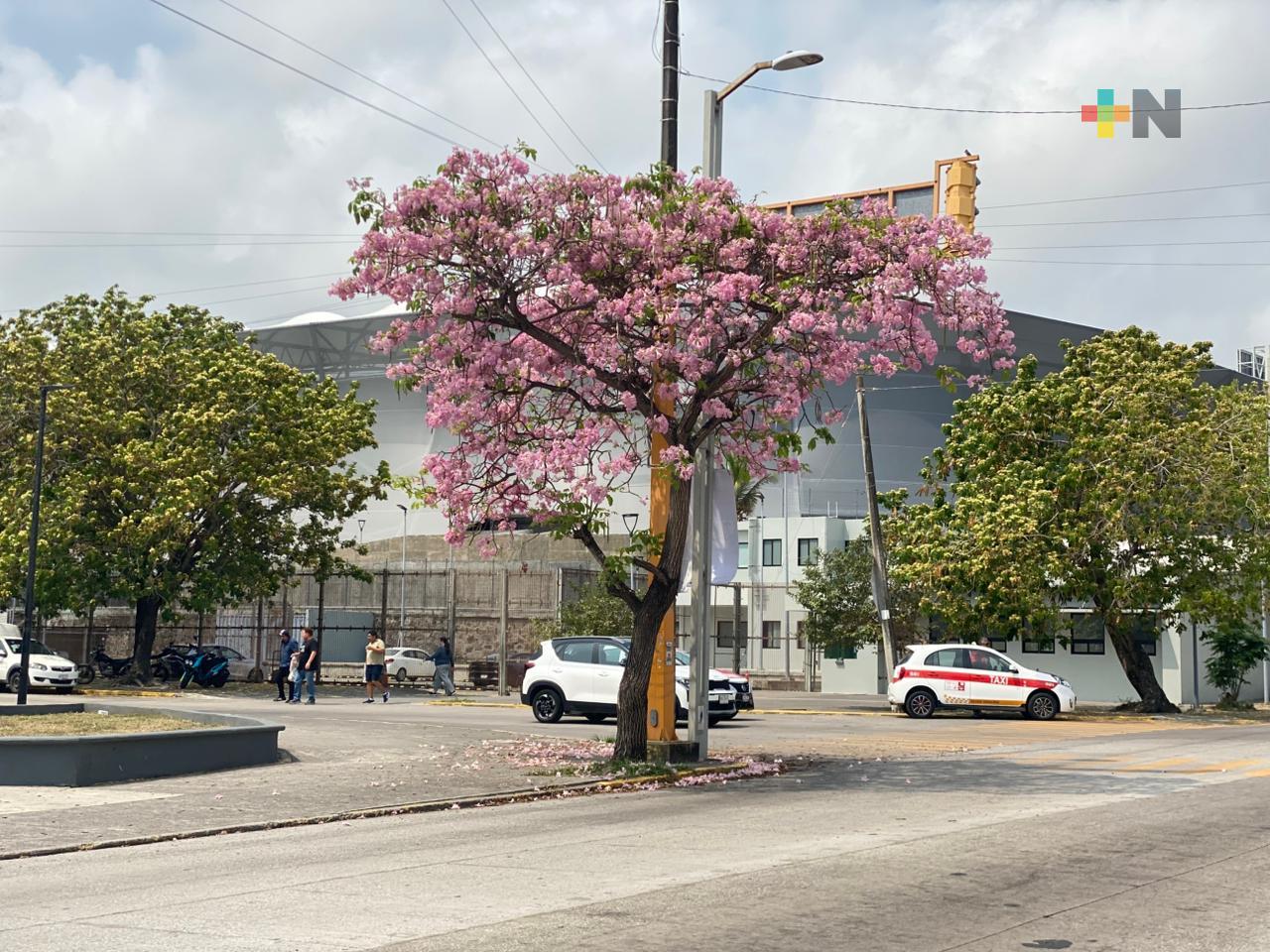 Flores rosas del maculís embellecen la ciudad en primavera