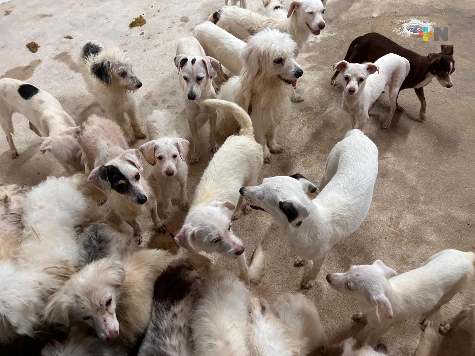 Rescatan a 42 perros en Coatzacoalcos