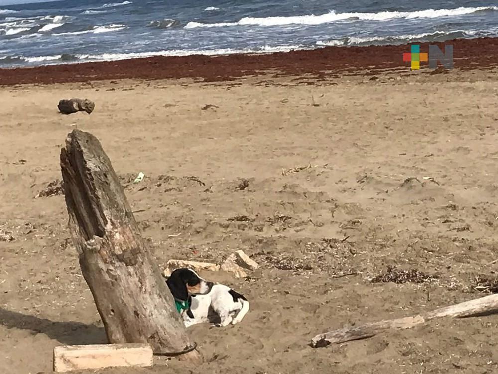 Abandonan a perra en playa de Coatzacoalcos