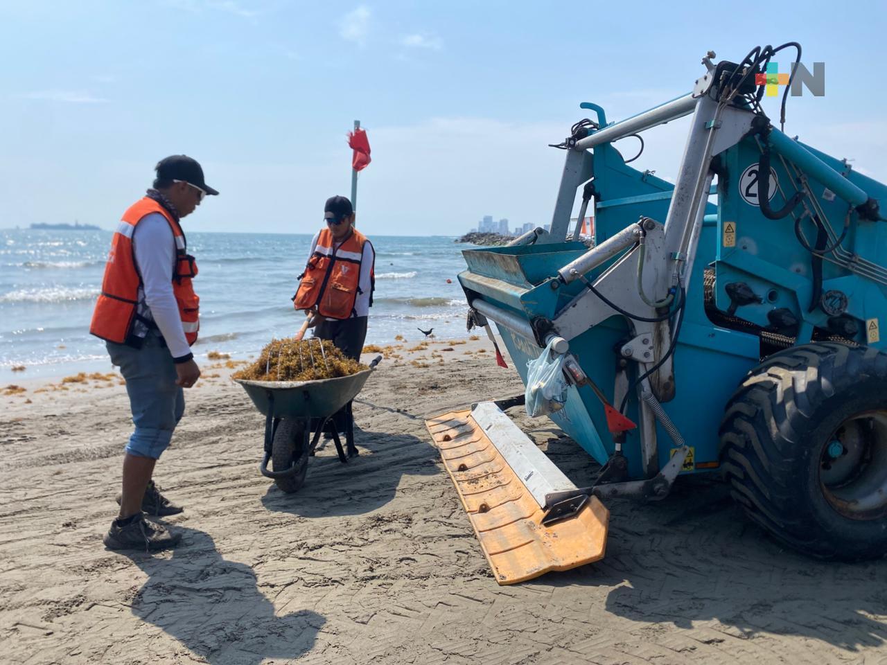 Mantienen limpieza de sargazo en playas veracruzanas