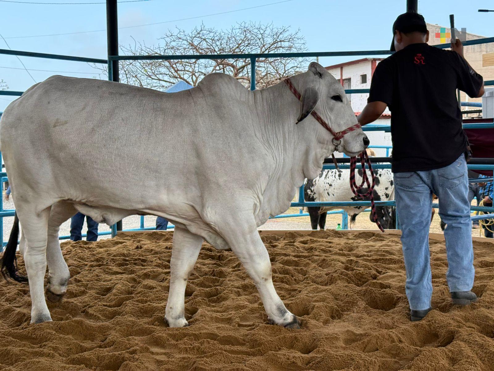 Realizan subasta de ganado en Coatzacoalcos