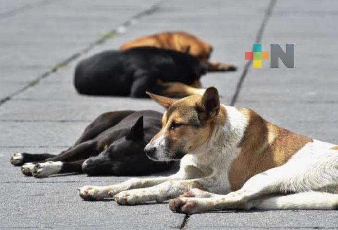 Ante manadas de perros callejeros, autoridades ya preparan campañas de esterilización en Xalapa