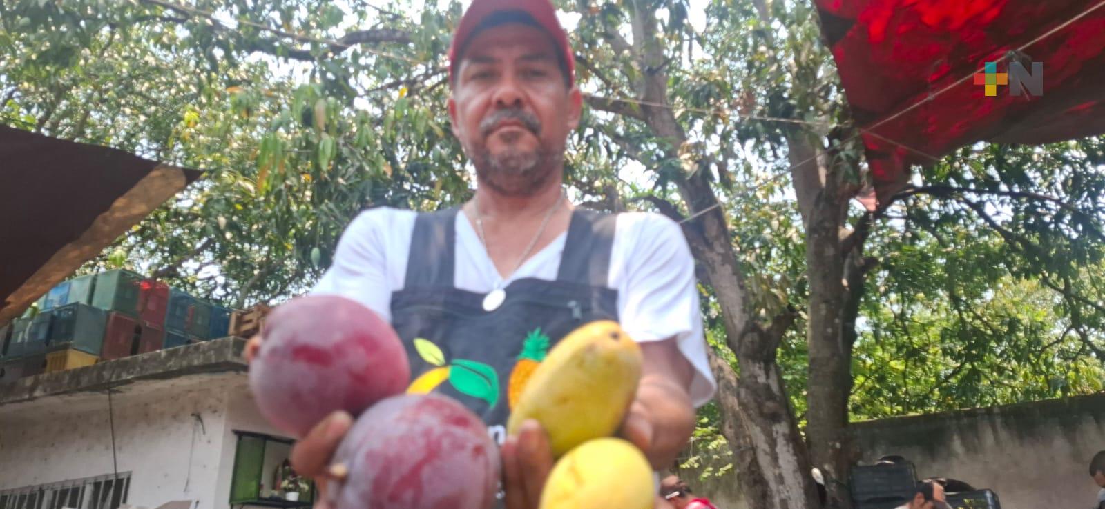 Productores de mango de Actopan enfrentan efectos del cambio climático