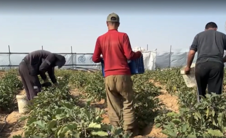Agricultores de Gaza intentan revivir la tierra tras la guerra