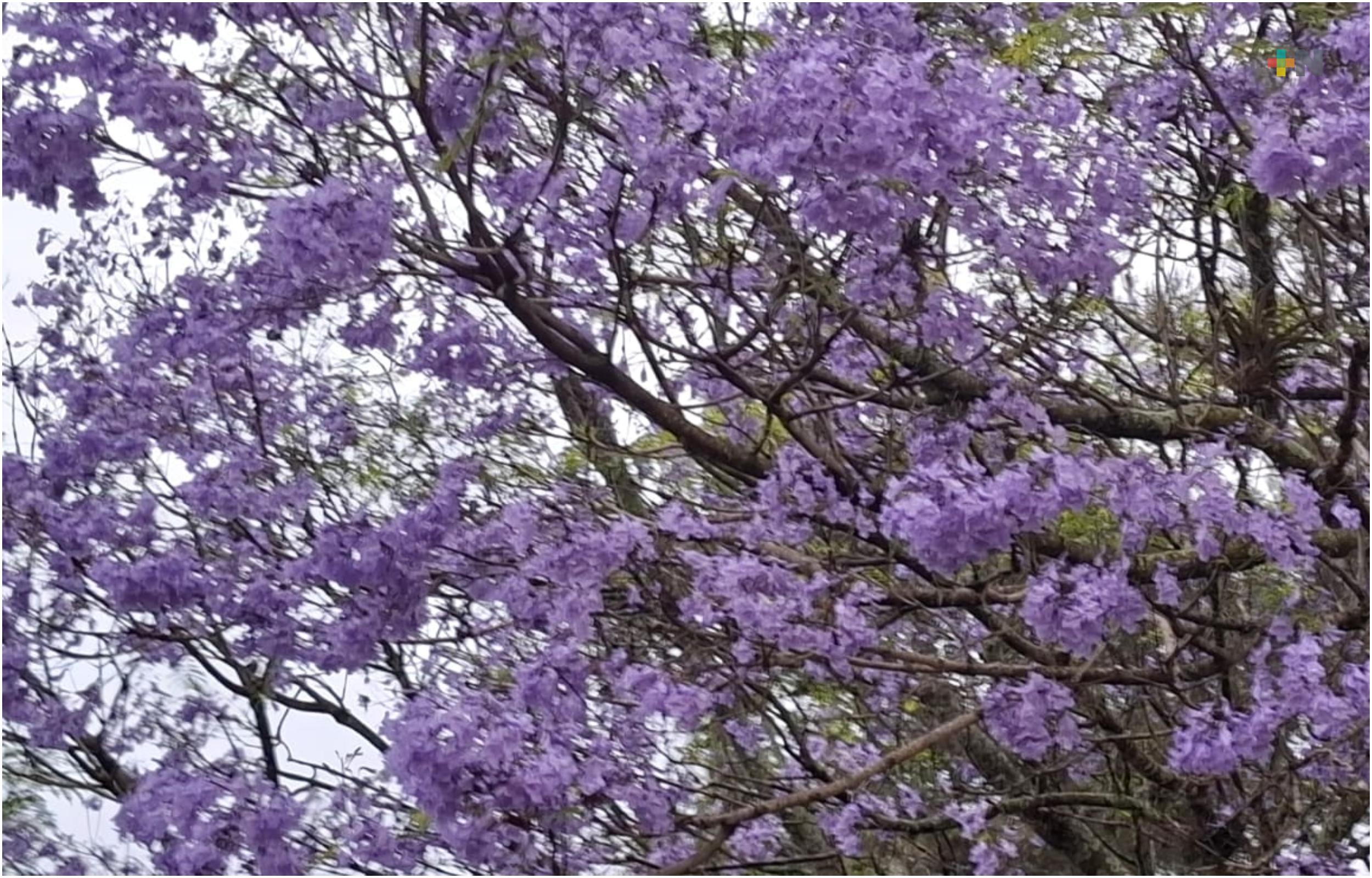Jacarandas continúan pintando de violeta a Xalapa