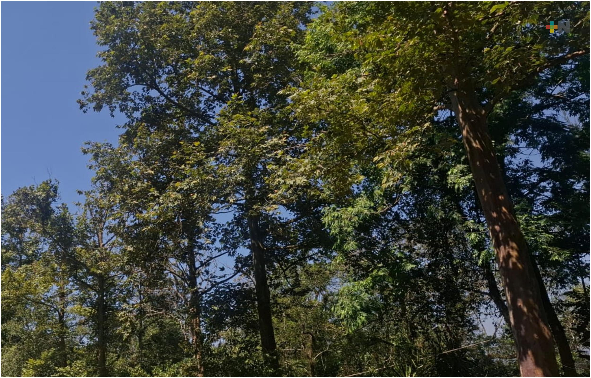 Xalapa destaca por su riqueza arbórea  en zona urbana