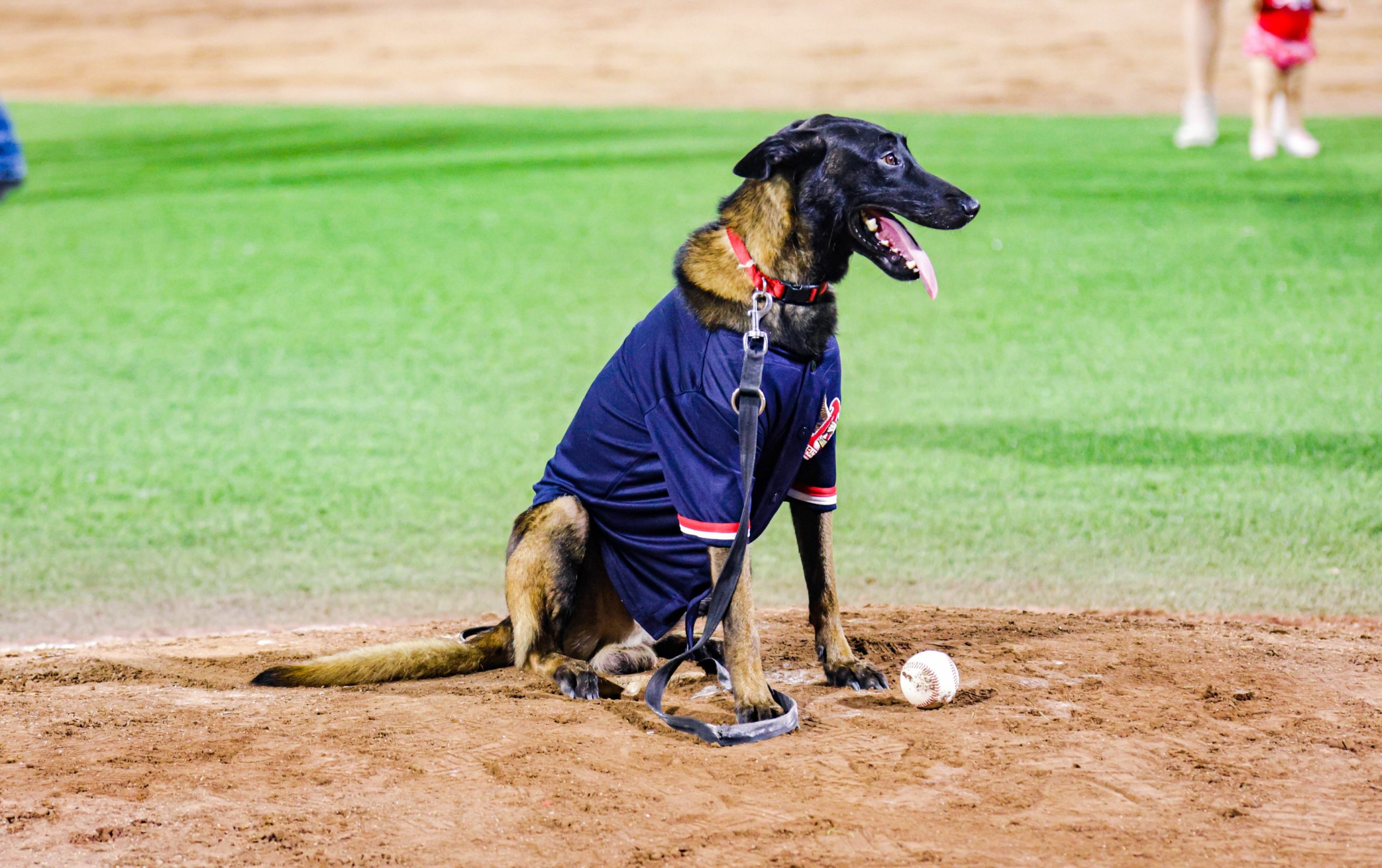 Alas y Huellitas por El Glorioso por los perritos jarochos