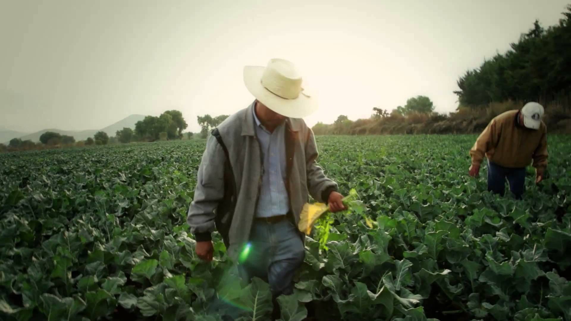 Más recursos y beneficiados en el campo veracruzano: Agricultura