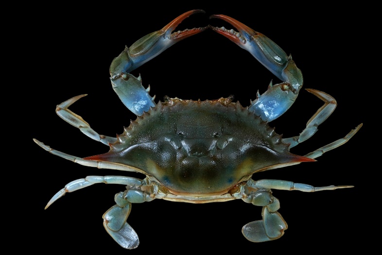 Amplían veda para pesca del cangrejo azul en Veracruz