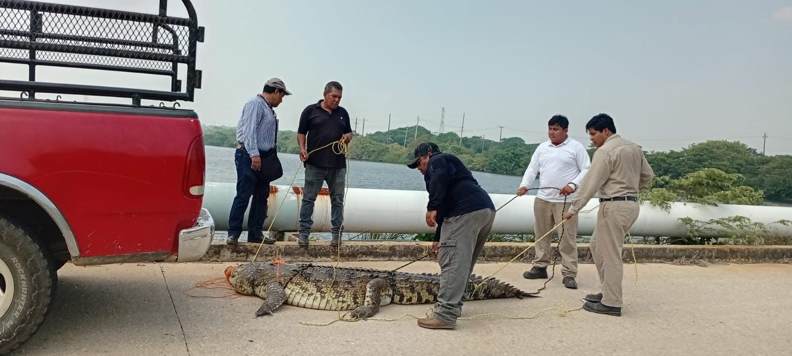 Capturan y reubican a dos cocodrilos en zona sur de Veracruz