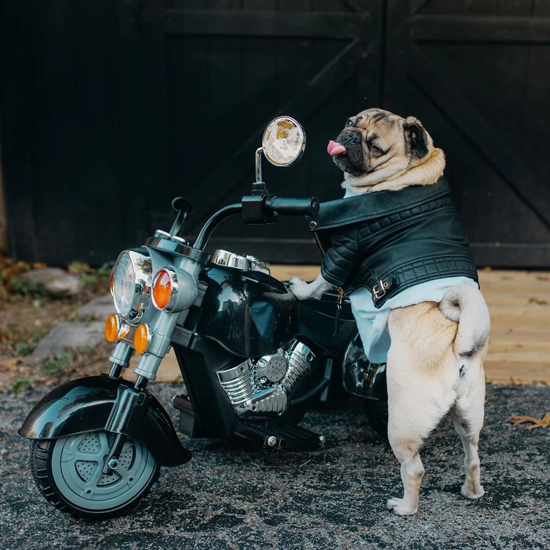 Hoy 20 de mayo es cumpleaños de Doug the Pug