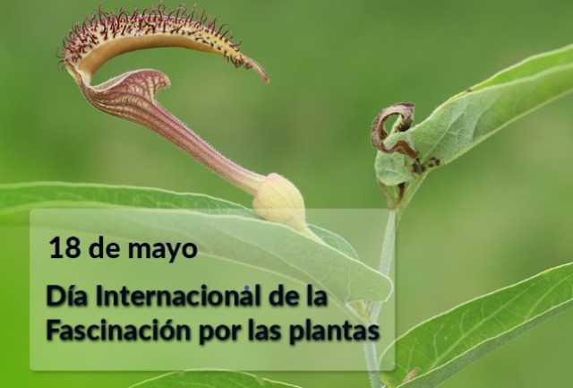 Día Internacional de la Fascinación por las Plantas: Desde pequeñas hiervas, flores y árboles nutren la humanidad y los animales