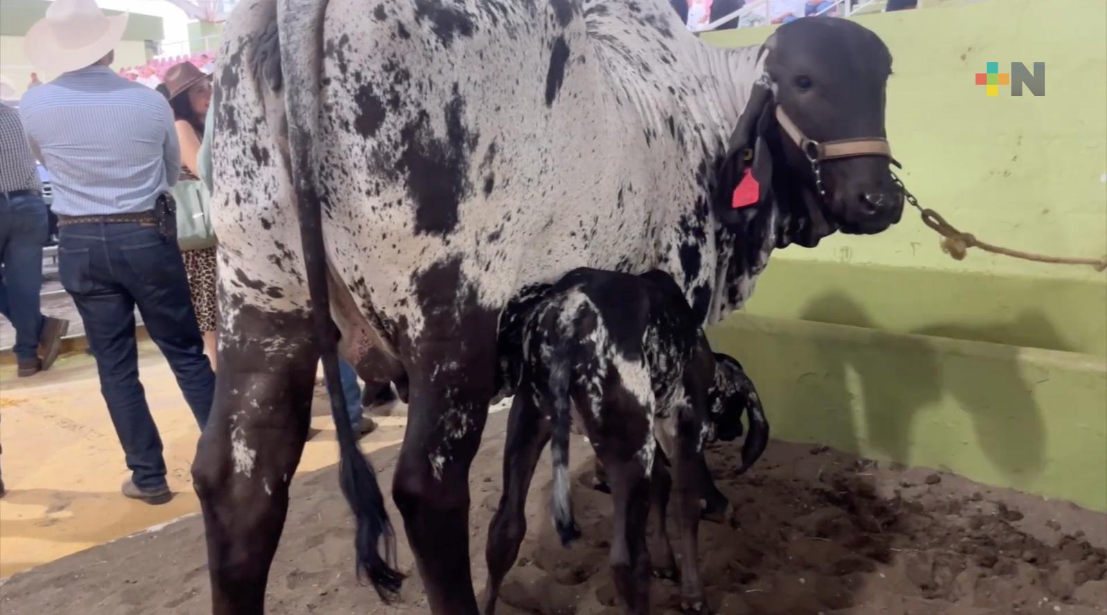 Inseminación artificial transforman la genética bovina en Veracruz