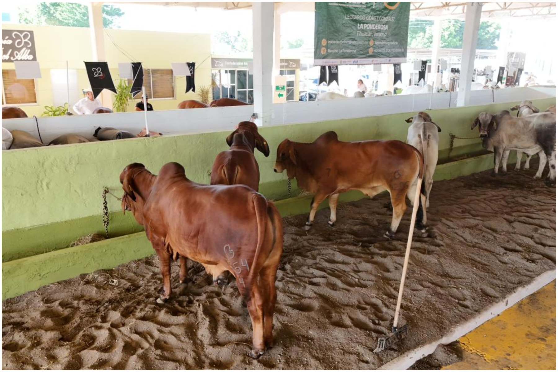 Apoyo en compra de sementales, inseminación y mayor producción lechera para Veracruz