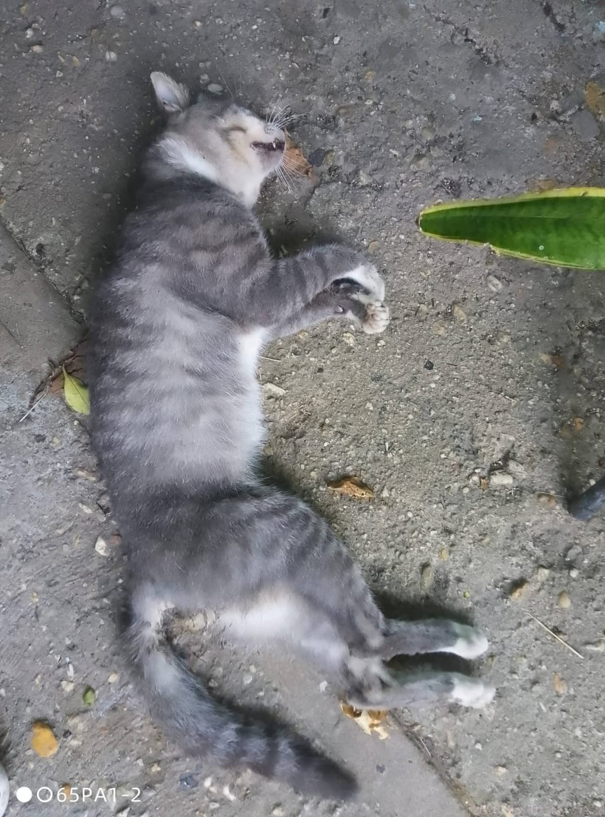 Denuncian presunto maltrato de animales en Coatzacoalcos